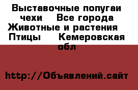 Выставочные попугаи чехи  - Все города Животные и растения » Птицы   . Кемеровская обл.